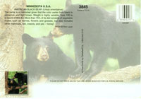 Bears Postcard