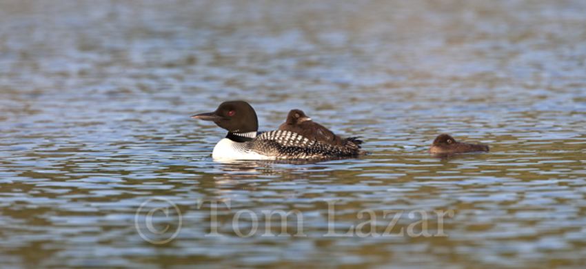 Loon with chicks on back