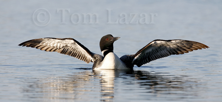 Loon with wings out