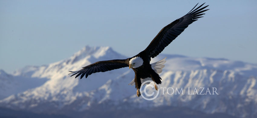 Soaring Free