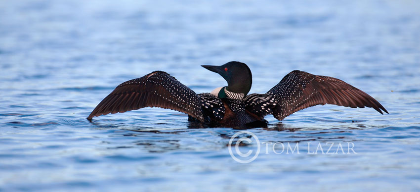 Loon