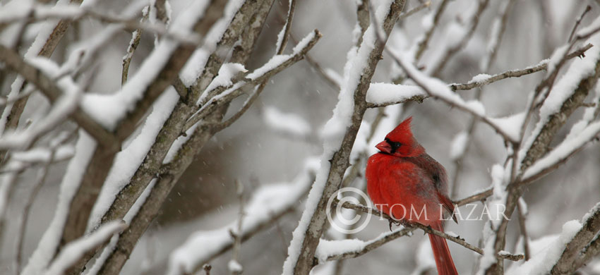 Cardinal