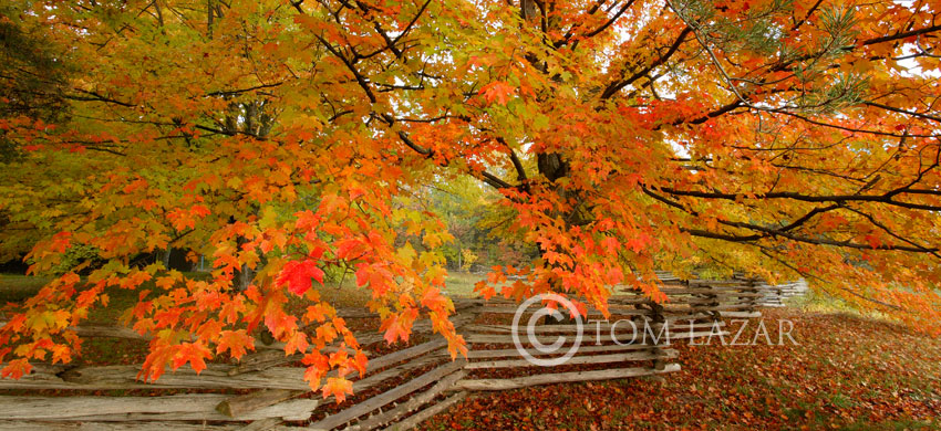 Country Autumn