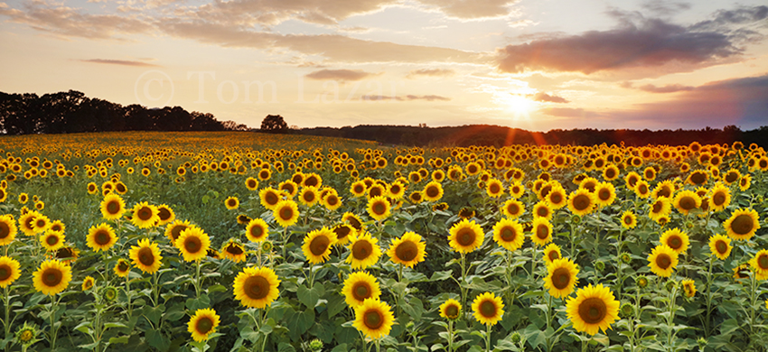 Sunflowers in field at sunset