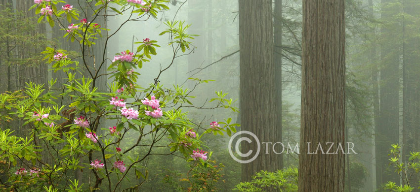 Forest Flowers