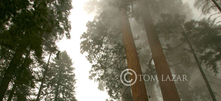 Among The Giants