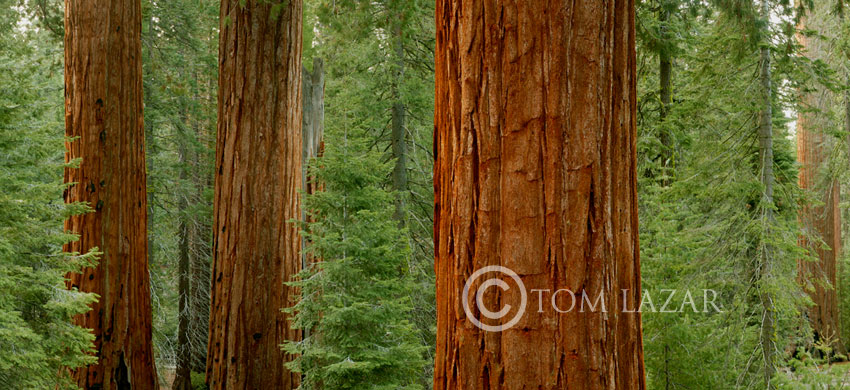 Millenium Forest