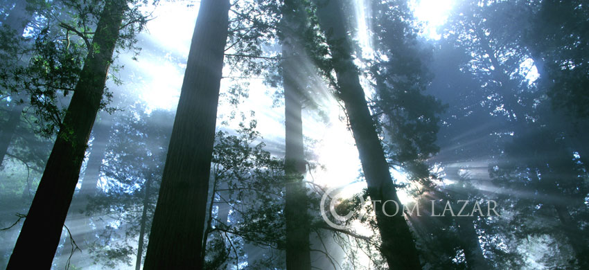 Sunburst
