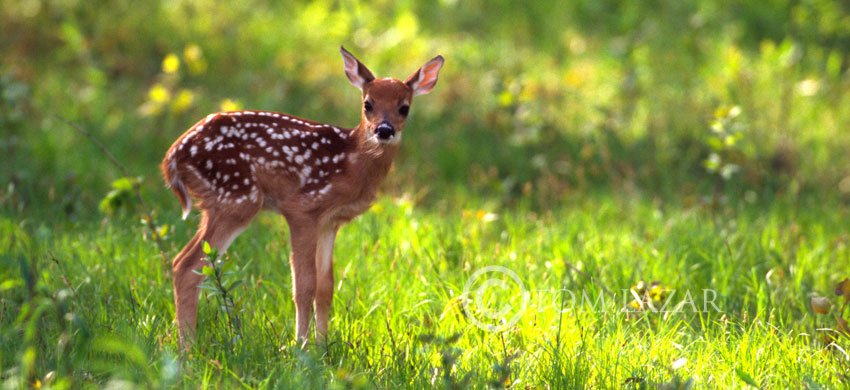 First Steps