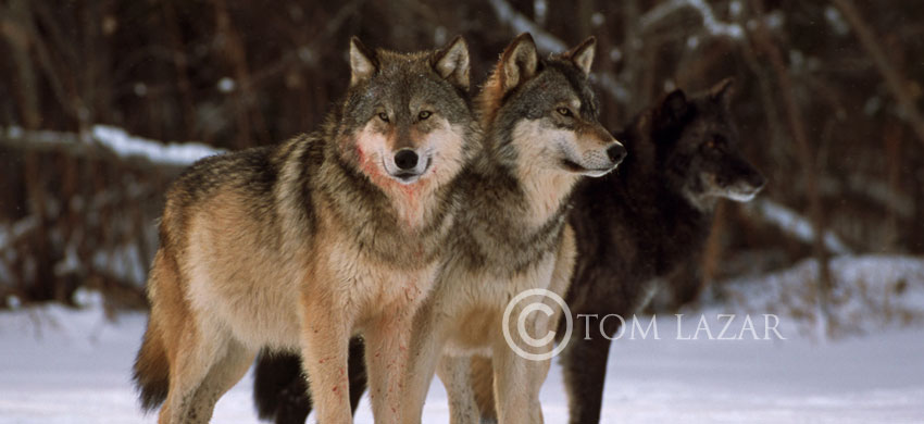 Wolf Pack
