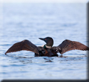 Loon