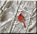 Cardinal