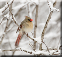 Cardinal