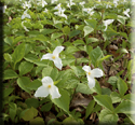 Trilliums Galore Link