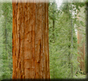 Redwoods