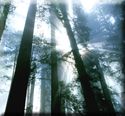 Sunburst/Trees