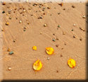 Beach/Leaves