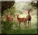 Deer
