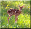 Doe