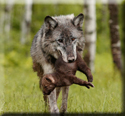Mother Wolf