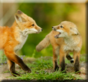 Foxes