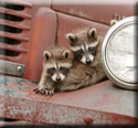 Wildlife