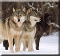 Wolf Pack