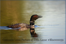 Common Loon Picture Copyright Tom Lazar #Bln000059
