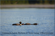 Common Loon Picture Copyright Tom Lazar #Bln000089