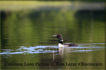 Common Loon Picture Copyright Tom Lazar #Bln000100