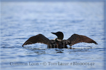 Common Loon Picture Copyright Tom Lazar #Bln000142