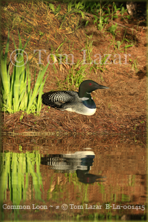 Common Loon Picture Copyright Tom Lazar #Bln001324