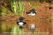Common Loon Picture Copyright Tom Lazar #Bln000444