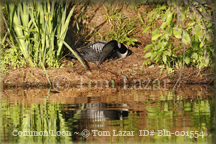 Common Loon Picture Copyright Tom Lazar #Bln001062