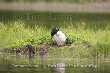 Common Loon Picture Copyright Tom Lazar #Bln001640