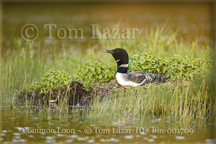 Common Loon Picture Copyright Tom Lazar #Bln001709
