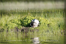 Common Loon Picture Copyright Tom Lazar #Bln001754