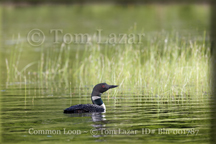 Common Loon Picture Copyright Tom Lazar #Bln001787