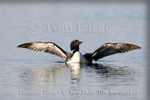 Common Loon Picture Copyright Tom Lazar #Bln001085