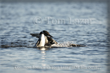 Common Loon Picture Copyright Tom Lazar #Bln000715