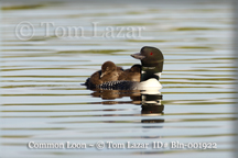 Common Loon Picture Copyright Tom Lazar #Bln001922