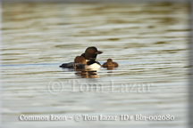 Common Loon Picture Copyright Tom Lazar #Bln002080