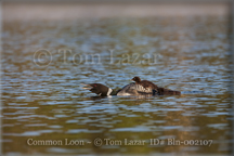 Common Loon Picture Copyright Tom Lazar #Bln002107