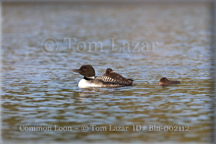 Common Loon Picture Copyright Tom Lazar #Bln000142