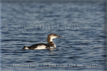 Common Loon Picture Copyright Tom Lazar #Bln002157