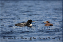 Common Loon Picture Copyright Tom Lazar #Bln000175