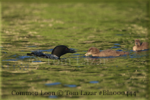 Common Loon Picture Copyright Tom Lazar #Bln000444