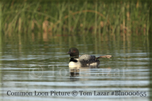 Common Loon Picture Copyright Tom Lazar #Bln000655