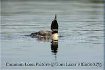 Common Loon Picture Copyright Tom Lazar #Bln000711
