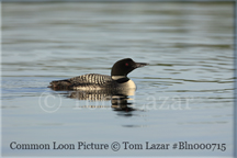Common Loon Picture Copyright Tom Lazar #Bln000715